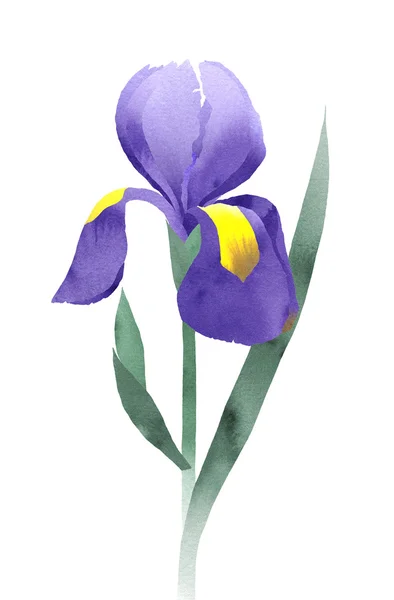 Paarse iris collage met, hand lijntekening, aquarel doodle — Stockfoto