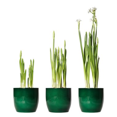 Paperwhite narcissus, forced bulbs in a pot, three days interval clipart
