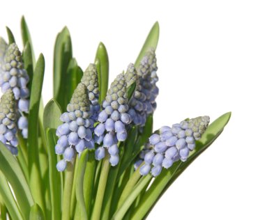 muscari uzun bardak demet