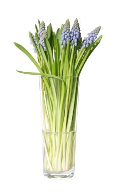 muscari uzun bardak demet