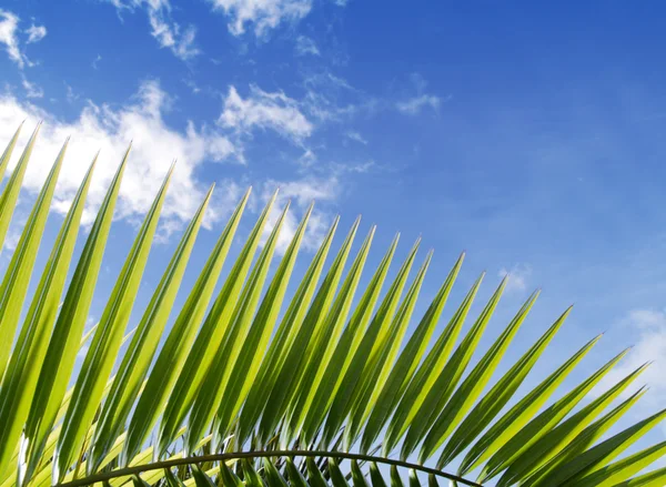 Palmiye yaprağı ve mavi gökyüzü — Stok fotoğraf