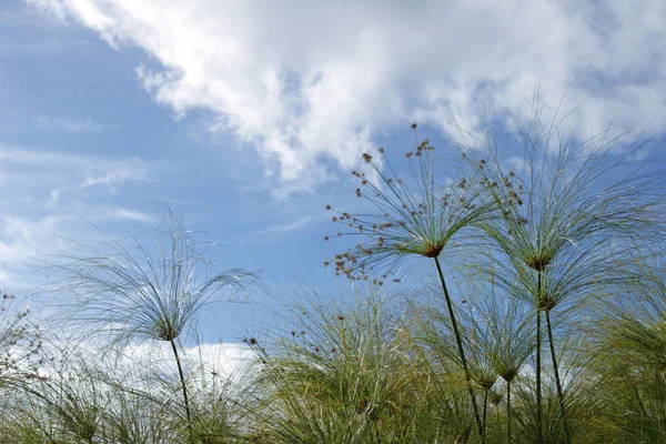 stock image Papyrus plants and blue sky