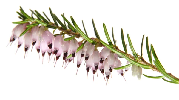 고립 된 분홍색 히스 속의 식물 — 스톡 사진
