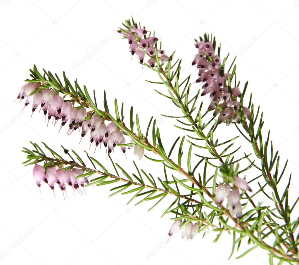 Pink heather isolated