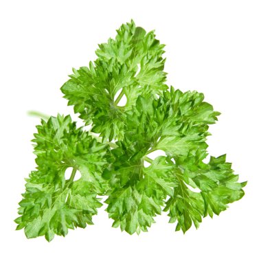 Single leaf of curly parsley, isolated clipart