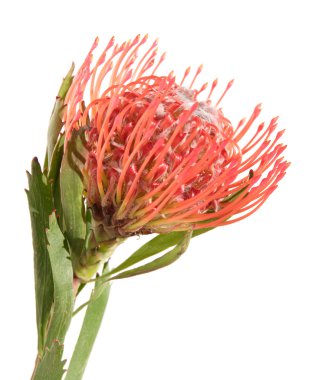 Protea geïsoleerd op wit