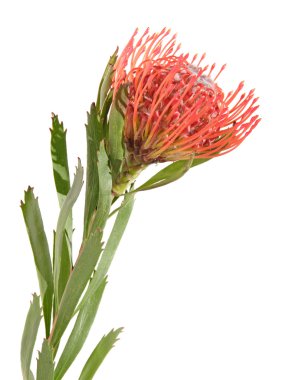 Protea geïsoleerd op wit