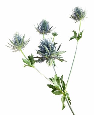 Eryngium (sea holly, alpine thistle), isolated clipart