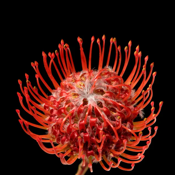 Protea, isolato su nero — Foto Stock