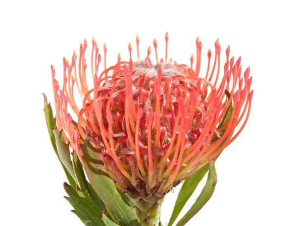 Protea geïsoleerd op wit — Stockfoto