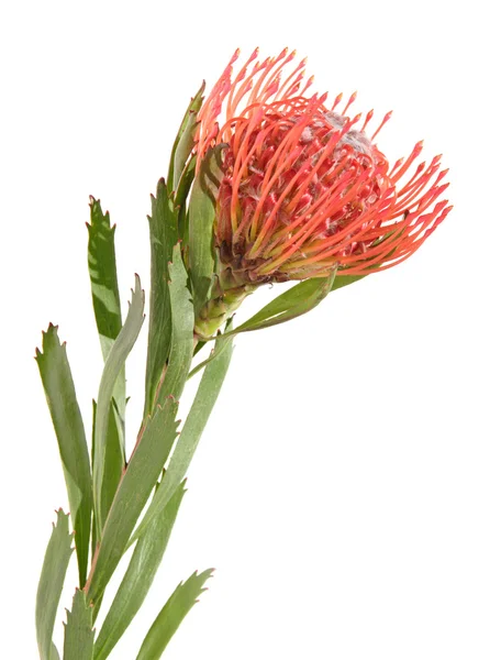 Protea geïsoleerd op wit — Stockfoto