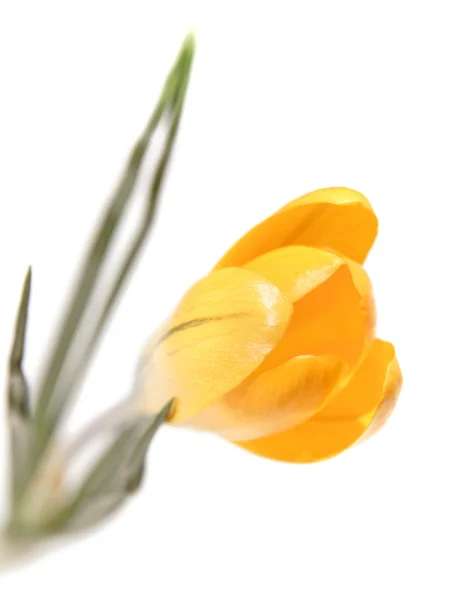 Желтый крокус изолирован на белом — стоковое фото