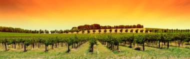 Vineyard Panorama Sunset clipart
