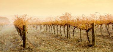 Vineyard yağmur