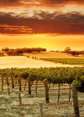 Vineyard Sunset clipart