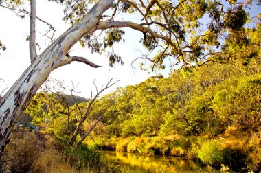 cudlee creek