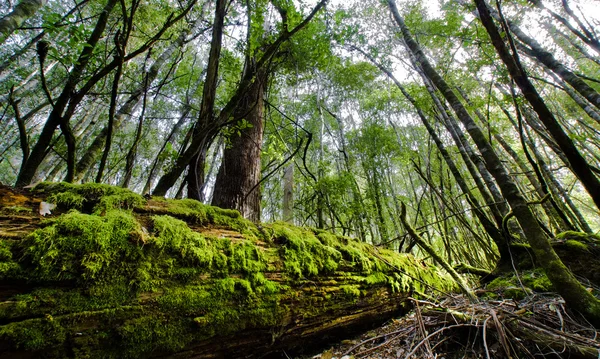 Skogen logg — Stockfoto
