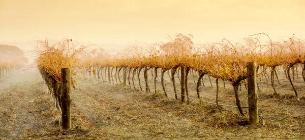 Vineyard yağmur — Stok fotoğraf
