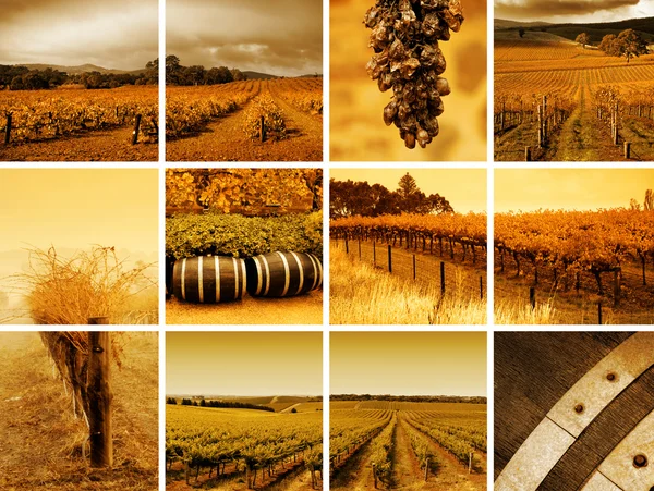 Montaje del vino — Foto de Stock