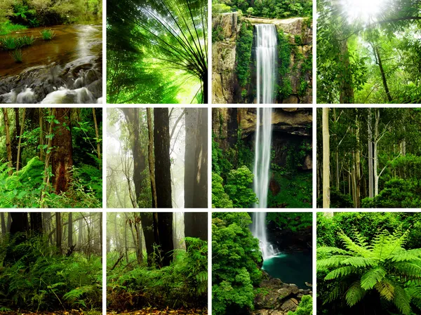 Regenwoud montage — Stockfoto