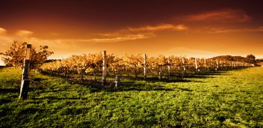 Golden Vineyard Sunset clipart