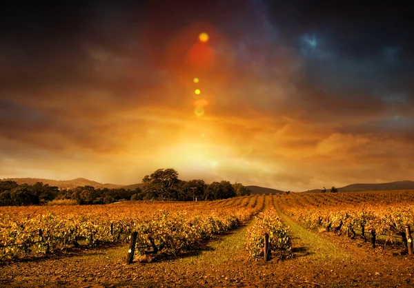 Podzimní západ slunce vinice — Stock fotografie