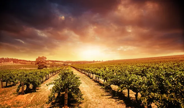 Під час заходу сонця виноградник — стокове фото
