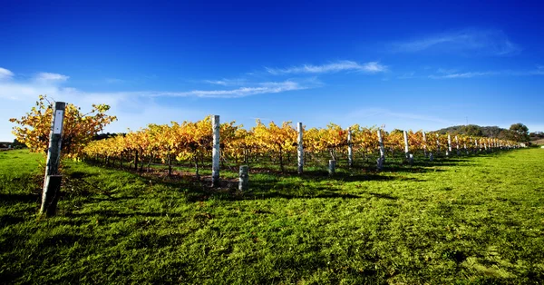 Levande vingård — Stockfoto