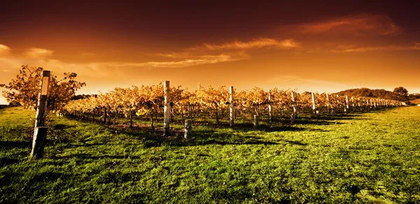 Arany vineyard naplemente — Stock Fotó