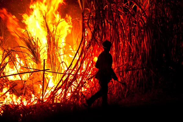 stock image Big fire on the farmland