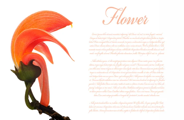 Flower of a Butea monosperma tree — Stock Photo, Image