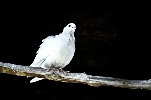 stock image Dove on the branch