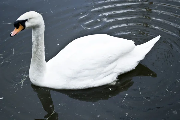 stock image White swan on a black a lake