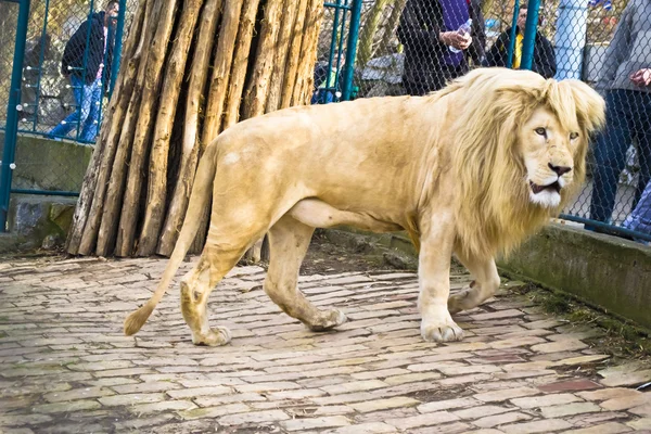 Лев в зоопарке, — стоковое фото