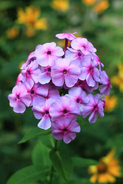 stock image Spring flowers