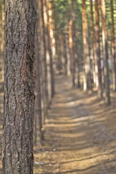 stock image Spring forest and the trees