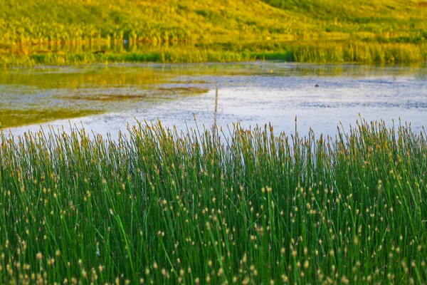 stock image Fresh green grass