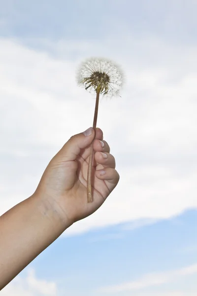 stock image Grass And Flowers With A Blue Sky