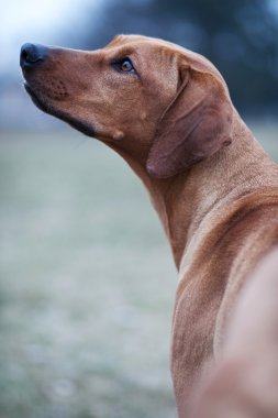 Rodezya ridgeback köpek