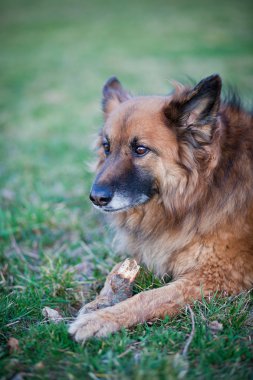 Belçika çoban köpeği