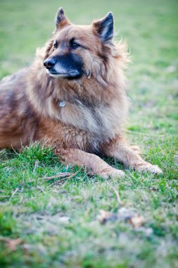 Belçika çoban köpeği