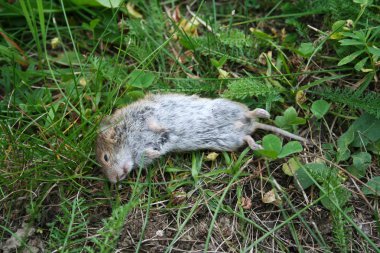 Dead mouse lying in grass clipart