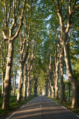 çok güzel, boş köy yolunda Provence çınar ağaçları ile kaplı