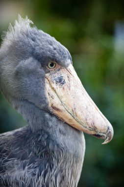 Shoebill (lat. Balaeniceps rex; aka Whalehead)