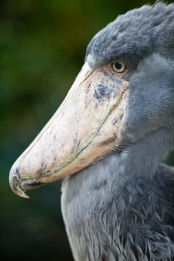 Shoebill (lat. Balaeniceps rex; aka Whalehead) clipart