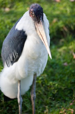 Marabut leylek (Leptoptilos crumeniferus)