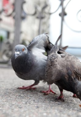 Pigeons on city street (shallow DOF) clipart