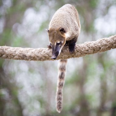 Bir çok sevimli beyaz burunlu Coati (Nasua narica) portresi aka Piz