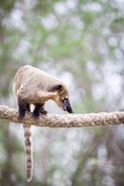 Bir çok sevimli beyaz burunlu Coati (Nasua narica) portresi aka Piz