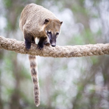 Bir çok sevimli beyaz burunlu Coati (Nasua narica) portresi aka Piz